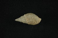 藏品(瘤蜷)的圖片